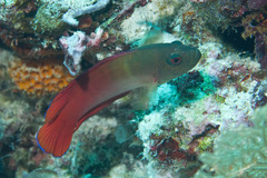 Darkstriped Dottyback photo 2