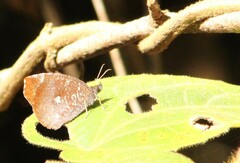 Godartiana muscosa
