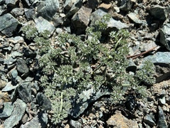 Lomatium cuspidatum