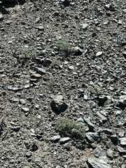 Lomatium cuspidatum