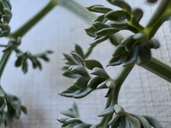 Lomatium cuspidatum