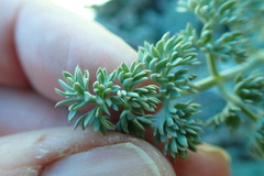 Lomatium cuspidatum