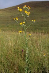 Crepis pannonica
