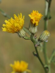 Crepis pannonica