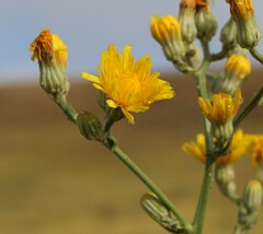 Crepis pannonica