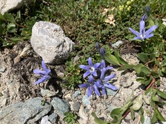 Campanula cenisia