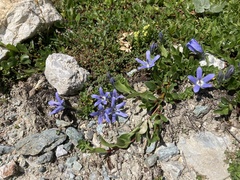 Campanula cenisia