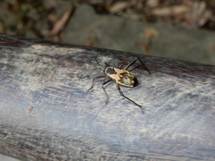 Notobitus meleagris