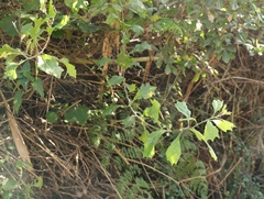 Gymnanthemum capense