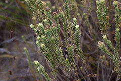 Campylostachys cernua