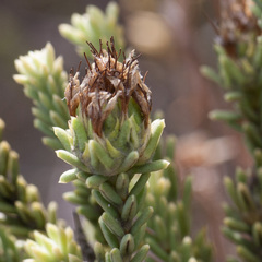 Campylostachys cernua