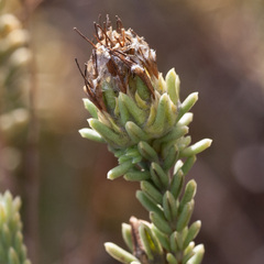 Campylostachys cernua