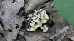 Sebacina sparassoidea