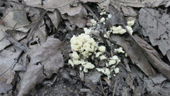 Sebacina sparassoidea