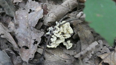 Sebacina sparassoidea