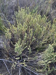 Campylostachys cernua