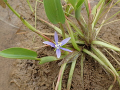 Heteranthera limosa