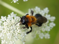 Andrena