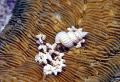 Surrepifungium costulatum