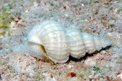 Surrepifungium costulatum