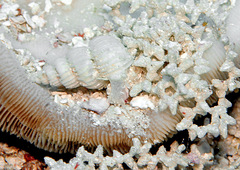 Surrepifungium costulatum