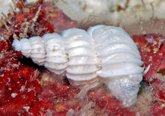 Surrepifungium costulatum