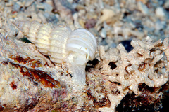 Surrepifungium costulatum