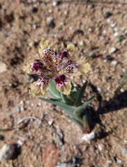 Ferraria densepunctulata