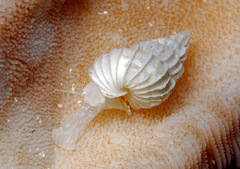 Surrepifungium costulatum