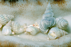 Surrepifungium costulatum