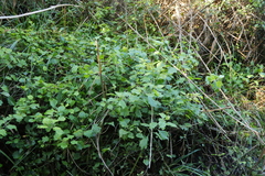 Gymnanthemum capense