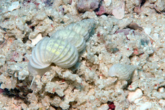 Surrepifungium costulatum