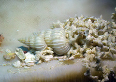 Surrepifungium costulatum