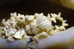 Surrepifungium costulatum