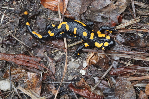 salamandra škvrnitá (Salamandra salamandra)