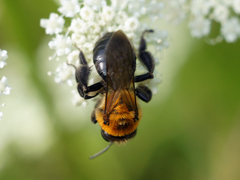 Andrena