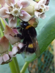 Bombus terrestris