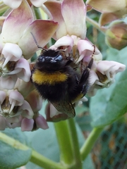 Bombus terrestris