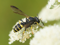 Cerceris