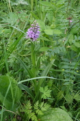 Dactylorhiza sibirica