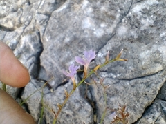 Limonium remotispiculum