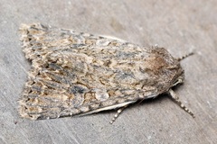 Anarta trifolii
