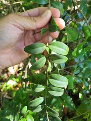 Mouriri helleri