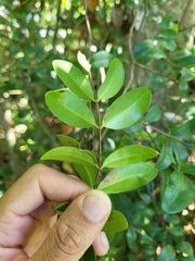 Mouriri helleri