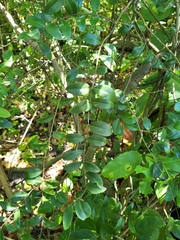 Mouriri helleri