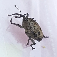 Geraeus penicillus