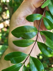 Mouriri helleri