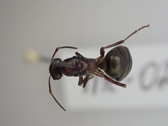 Formica sanguinea