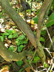 Mouriri helleri