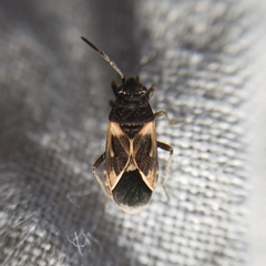 Oxygranulobaphus willinki